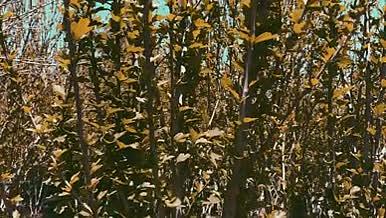 风景植物4K高清实拍视频素材视频的预览图